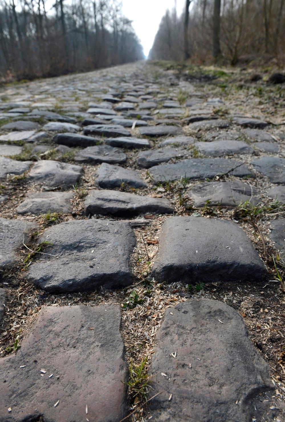 Cobblestone road through a forest on April 10, 2014, likely a sector from a Northern Classics race such as Paris-Roubaix.