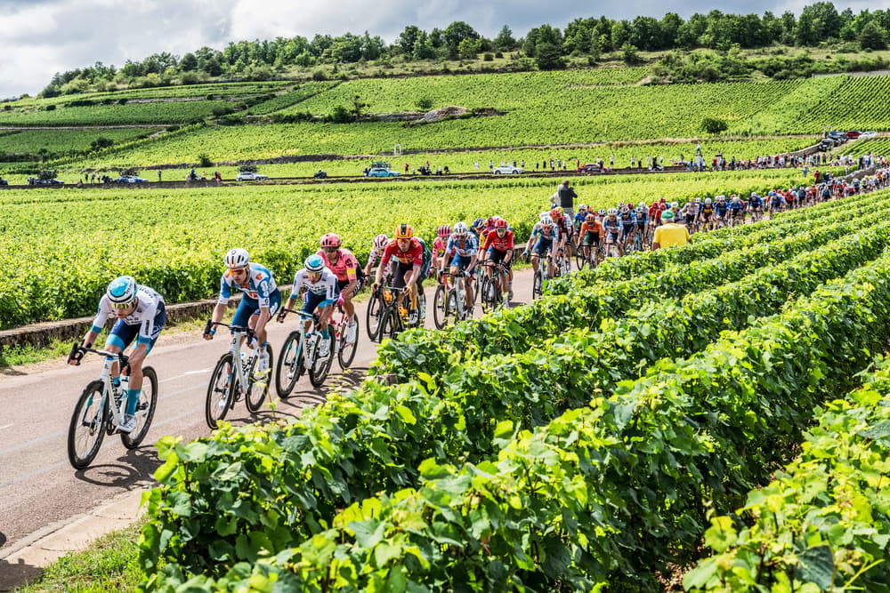 Peloton riding through vineyards, Tour de France 2024